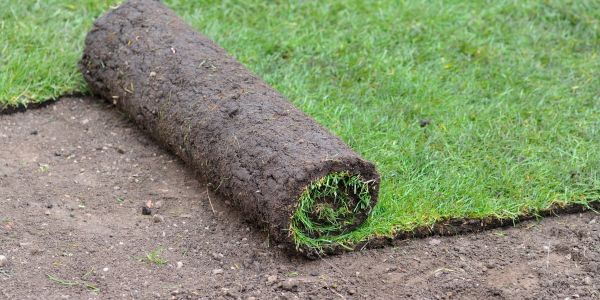 Rollrasen verlegen